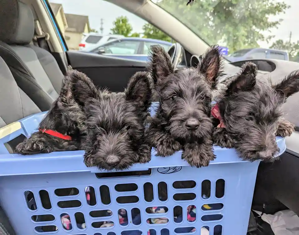 Three black Scottish Terrier puppies with fluffy fur and perky ears peer over the edge of a light blue plastic basket inside…