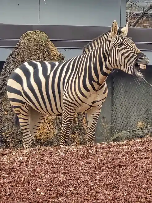 Had an amazing day exploring the Lincoln Park Zoo!