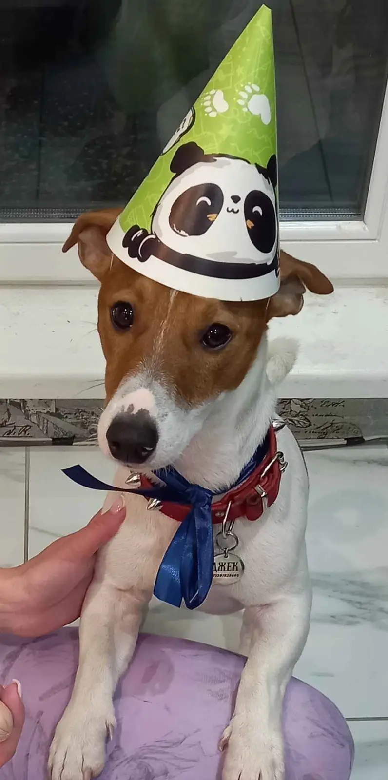 A brown and white dog with a red collar and blue ribbon sits on a purple surface, looking directly at the camera with a…