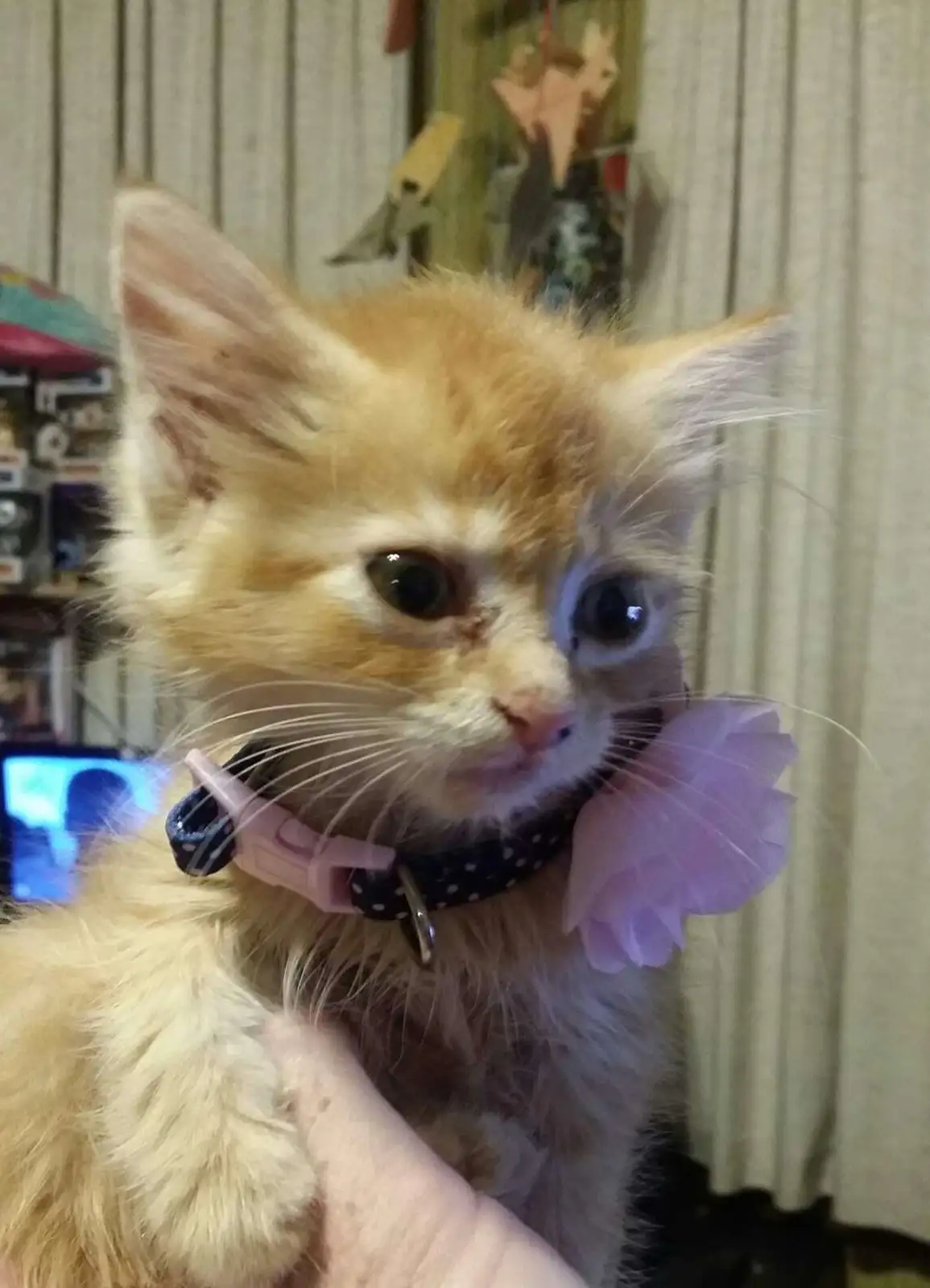A close-up photo of a fluffy orange and white kitten being held by a person's hand, wearing a black polka-dot collar with a…