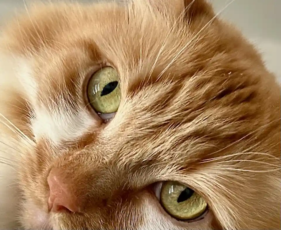 A close-up photo of an orange tabby cat with green eyes looking directly at the camera with a slightly downturned…