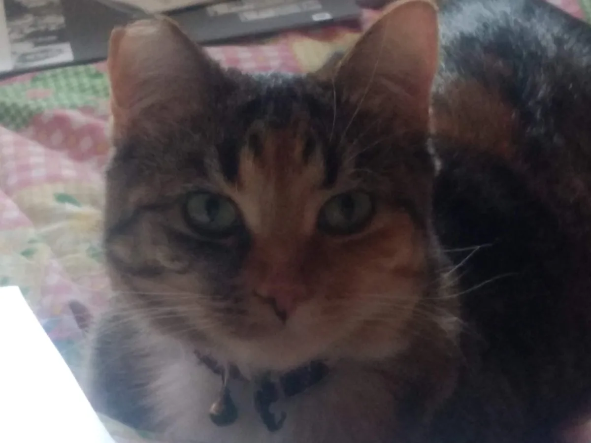A close-up photo of a tabby cat with green eyes and a white chest, wearing a collar with a bell, staring intently at the…