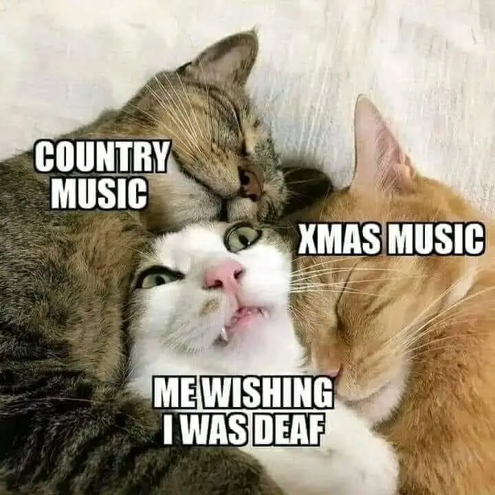 Three cats cuddle together; one brown tabby labeled 'COUNTRY MUSIC', one orange tabby labeled 'XMAS MUSIC', and a white cat…