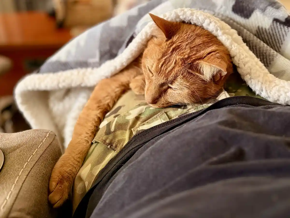 A ginger cat is curled up and sleeping soundly on a person's lap, partially covered by a soft, patterned blanket with a…