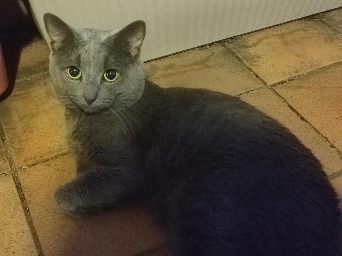 A gray cat with large, expressive eyes sits on a tiled floor, looking directly at the camera with a serious, slightly weary…