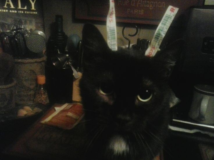 A black cat with a white chest stares directly at the camera with wide eyes, two white receipts stuck vertically in its…