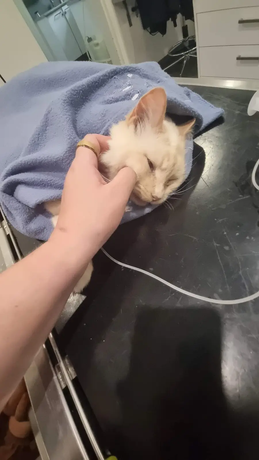 A light-colored cat wrapped in a blue towel on a dark countertop looks visibly distressed with half-closed eyes as a…
