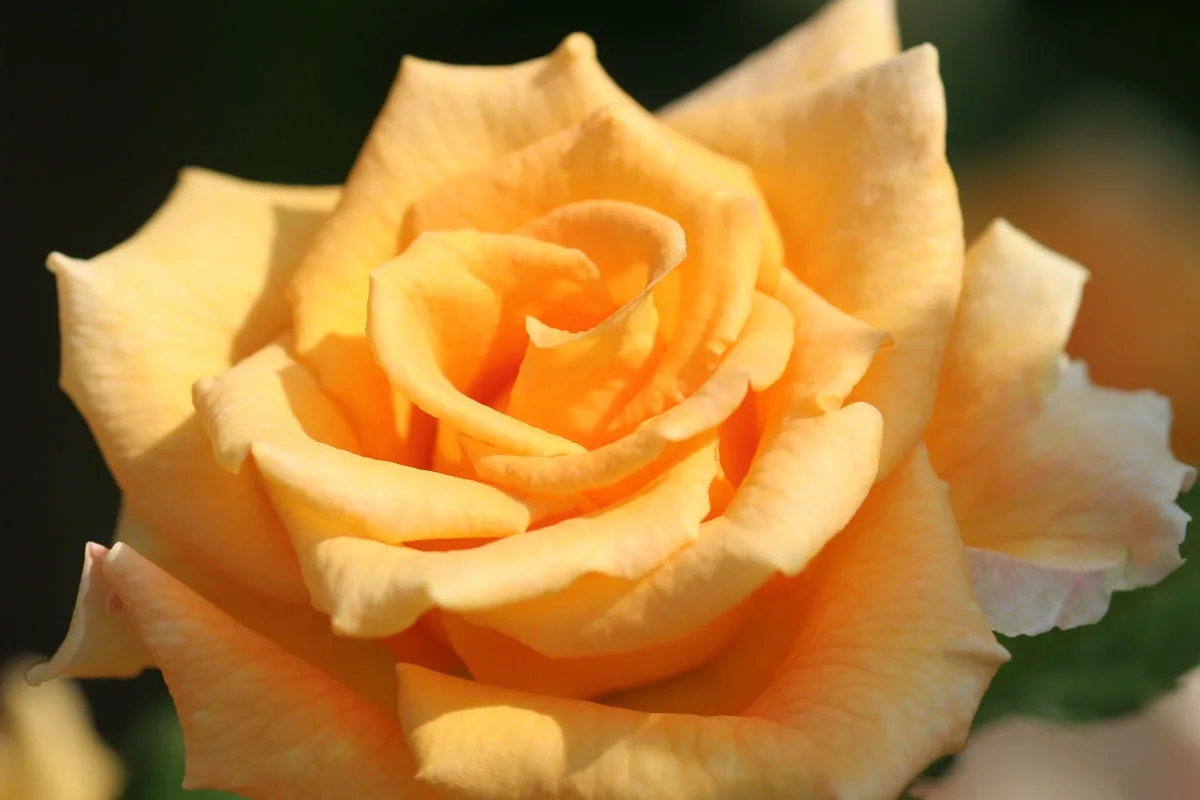 A close-up photograph of a fully bloomed yellow-orange rose with soft, layered petals against a blurred dark background. The…