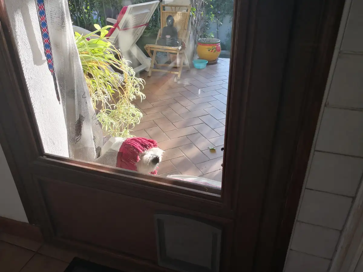 A small white dog wearing a red knitted hat sits on a tiled patio visible through a glass door, looking inward. In the…