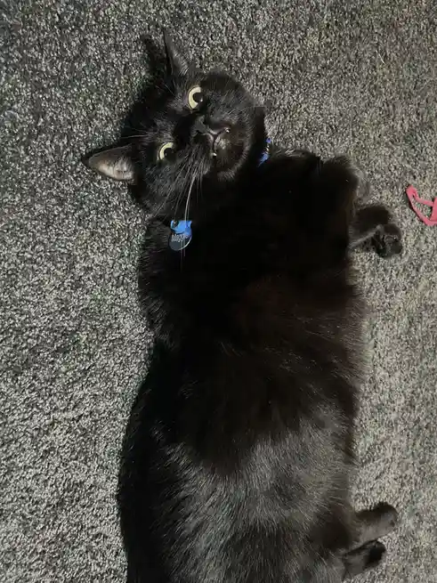Celebrating National Black Cat Day with Joy!