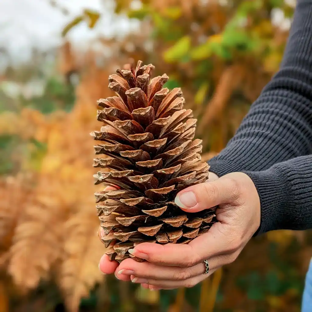 Long Live Team Pinecone!