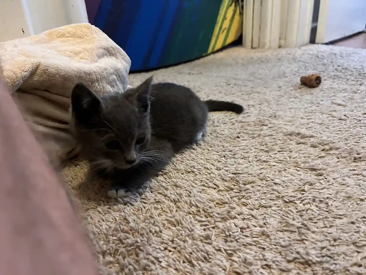 A small gray kitten with dark eyes and white-tipped paws lies on a beige carpet, looking slightly dejected or unimpressed…