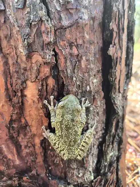 A green tree frog with mottled skin is clinging to the rough, reddish-brown bark of a tree trunk. The frog's body and limbs…