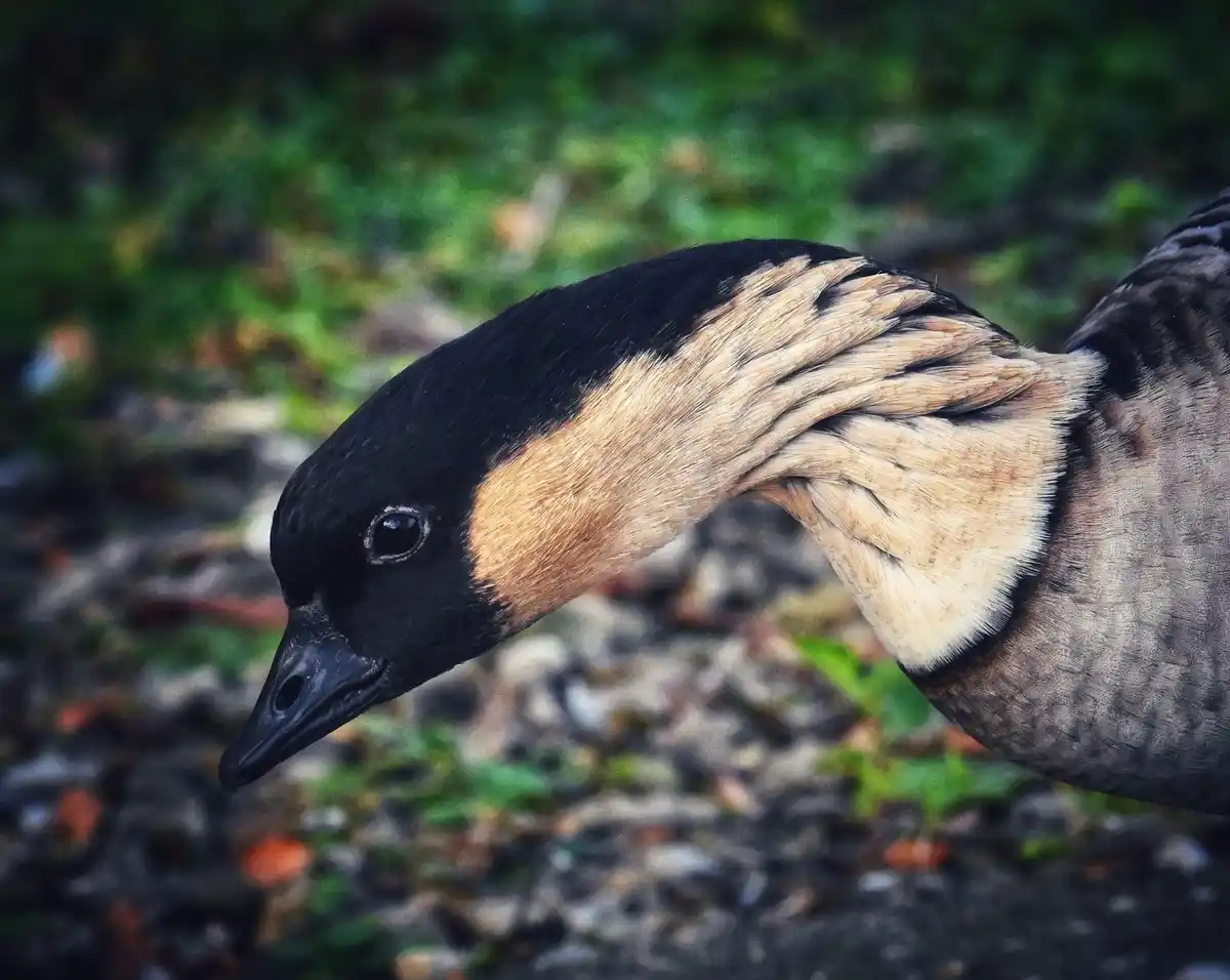 Just a Duck Being a Duck