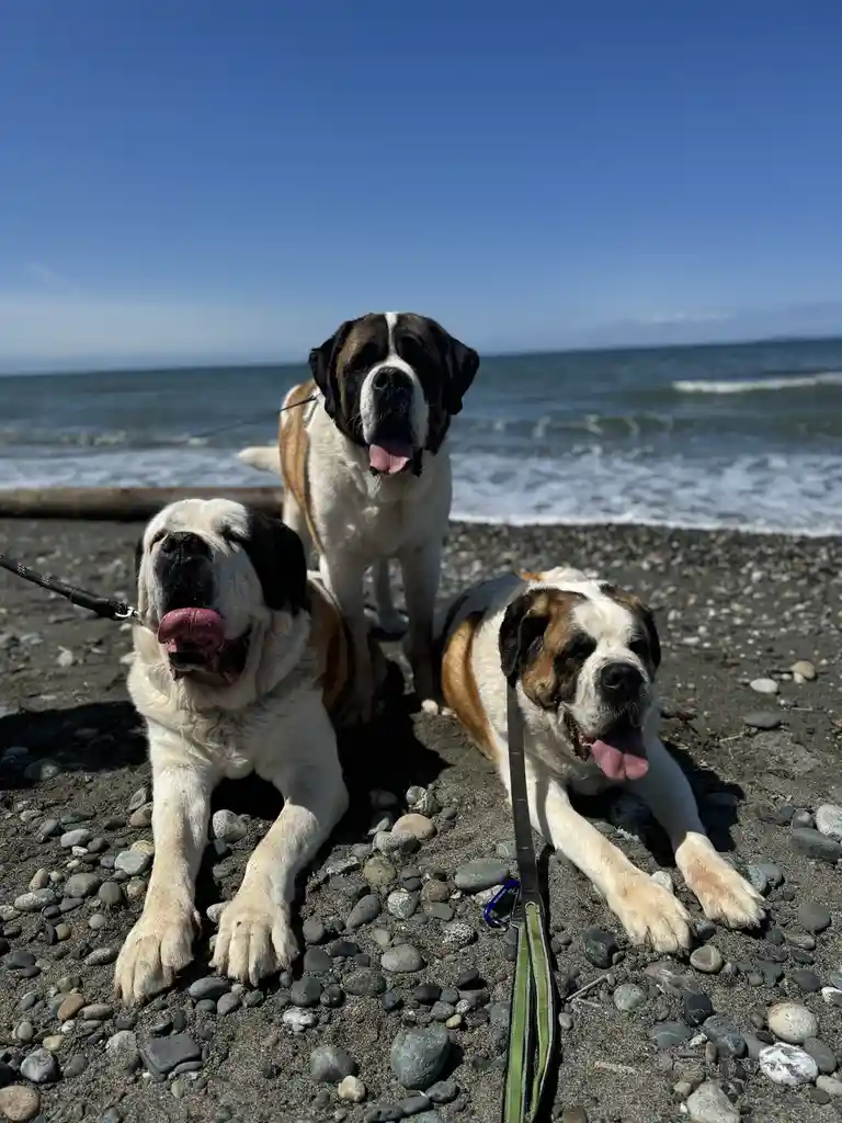 Three Saint Bernard dogs are on a pebbled beach with the ocean in the background. One dog stands in the middle, while two…