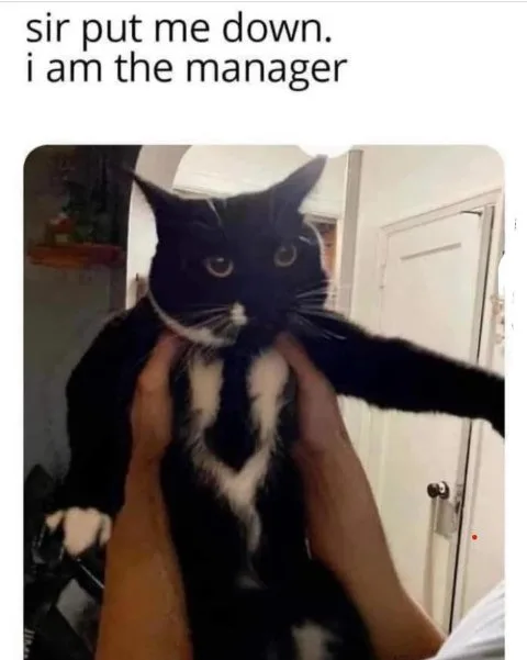 Dapper and Distinguished: Meet the Tuxedo Cat