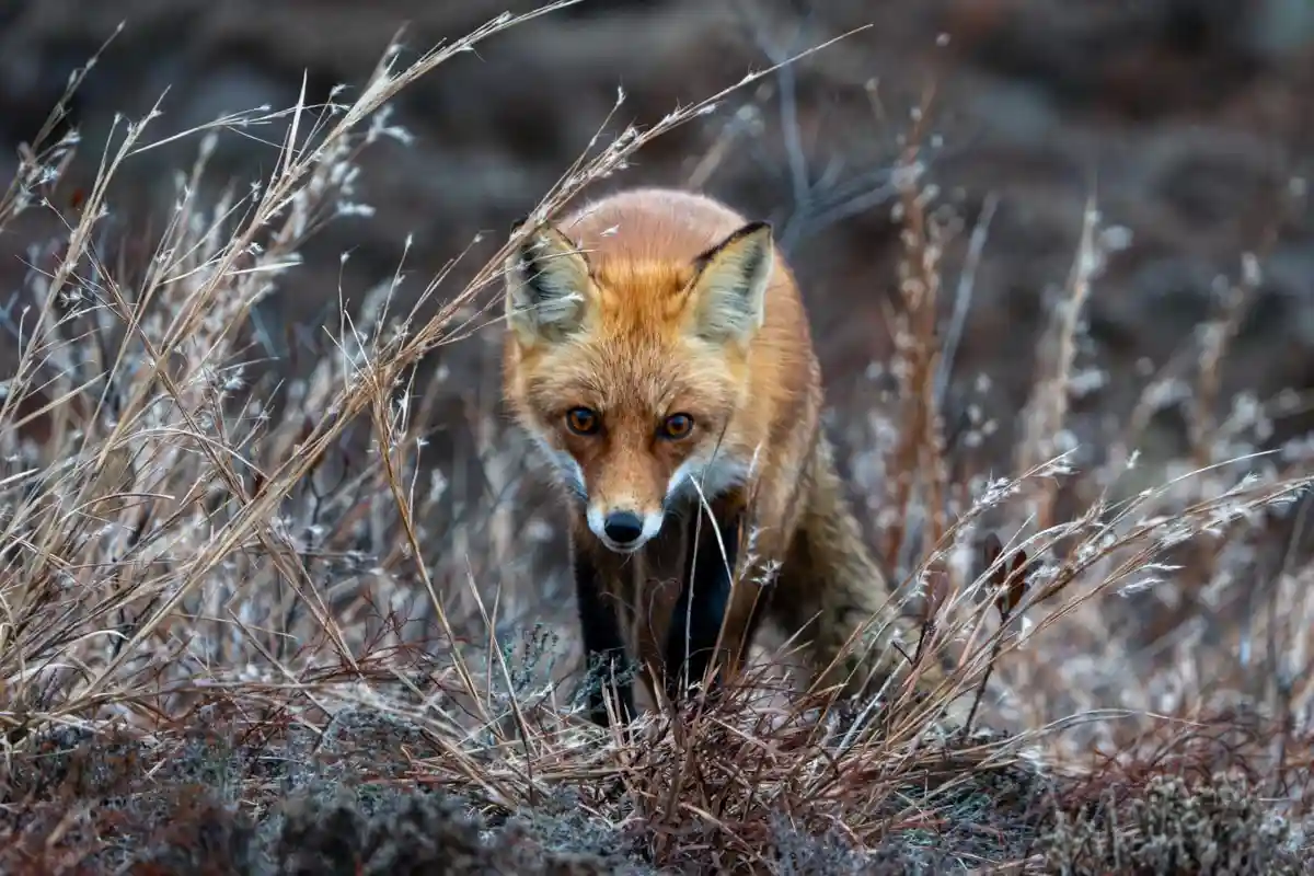 A red fox with orange fur and white markings is peeking through dry, brown grasses in a natural setting, looking directly at…