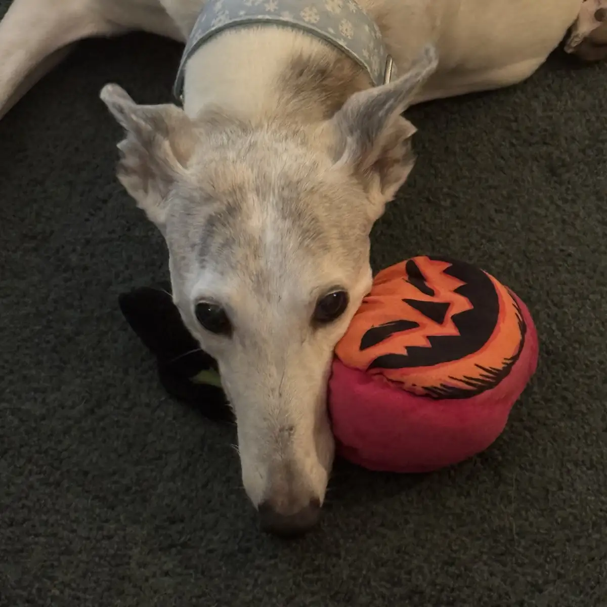 A light-colored dog with a blue patterned collar is lying on a dark carpet, resting its head on a plush, pink and orange…