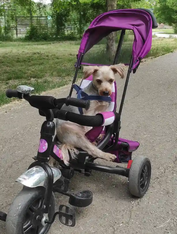 A small, light-colored dog with floppy ears sits in a purple and black child's tricycle seat, secured by blue straps…