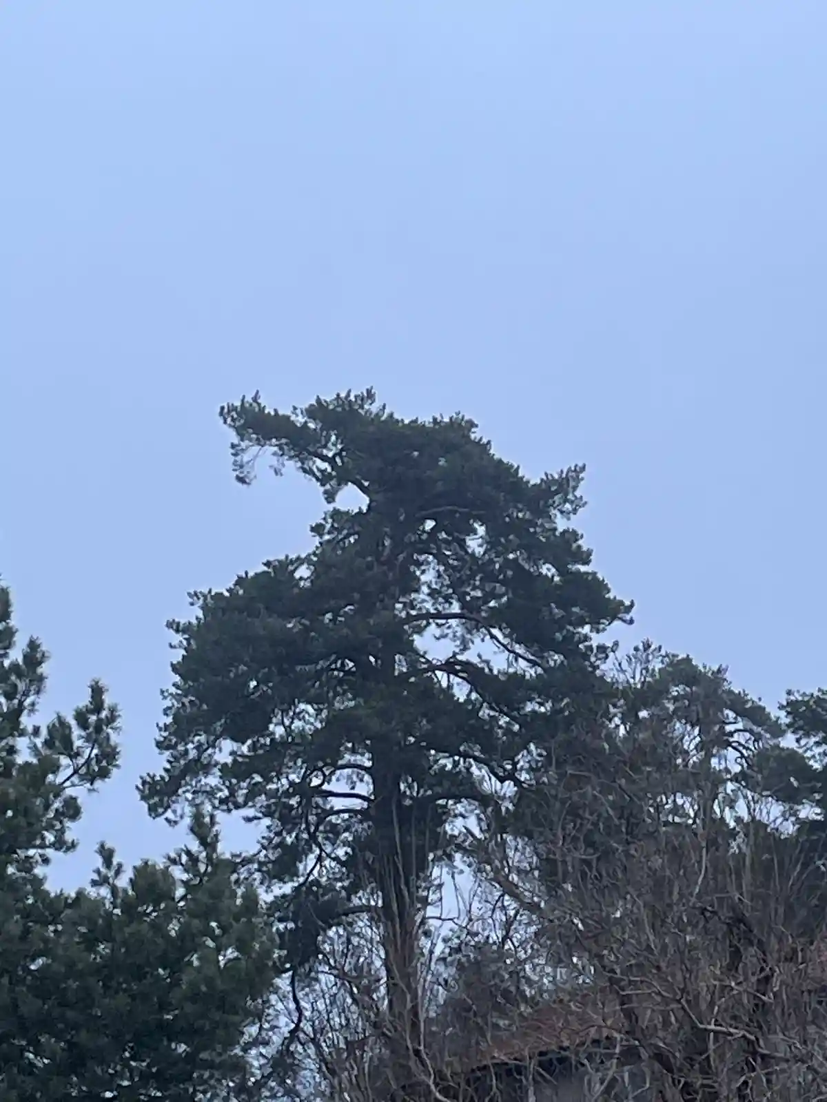 A tall pine tree with a distinctive, windswept, asymmetrical canopy stands against a pale blue sky, with other trees and…
