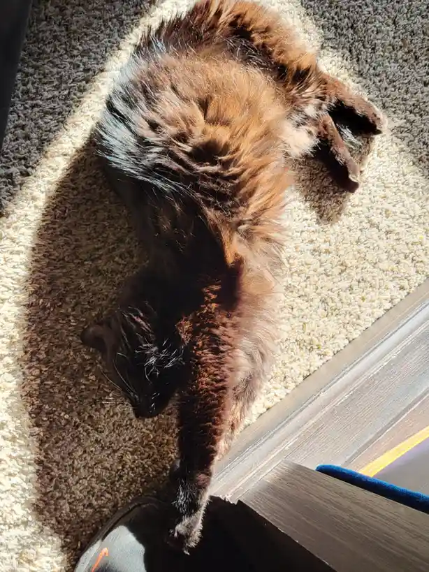 A fluffy brown cat is lying on its back on a beige carpet, stretched out near a wooden door frame, with sunlight…