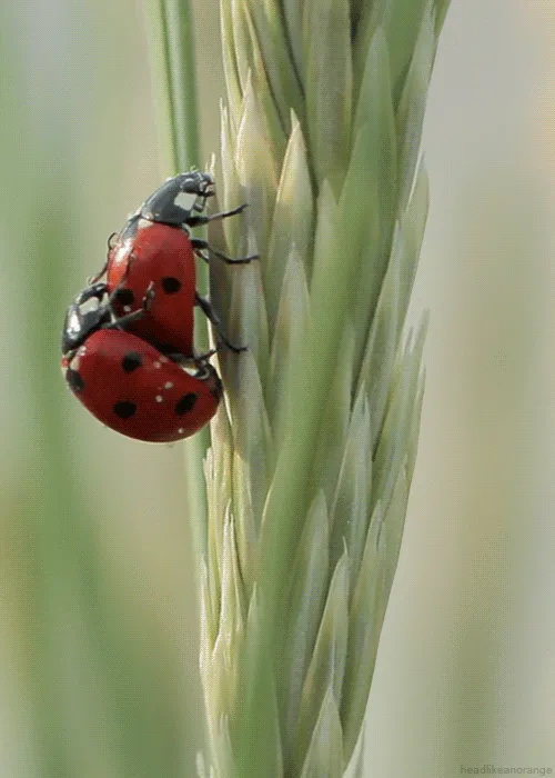six identical panels show two red ladybugs with black spots mating on a green grass blade. The image is repeated in a grid…