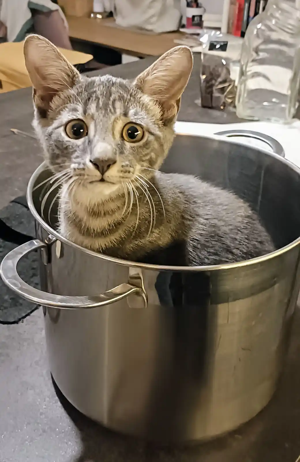 A Culinary Catastrophe: The Cooked Cat Incident