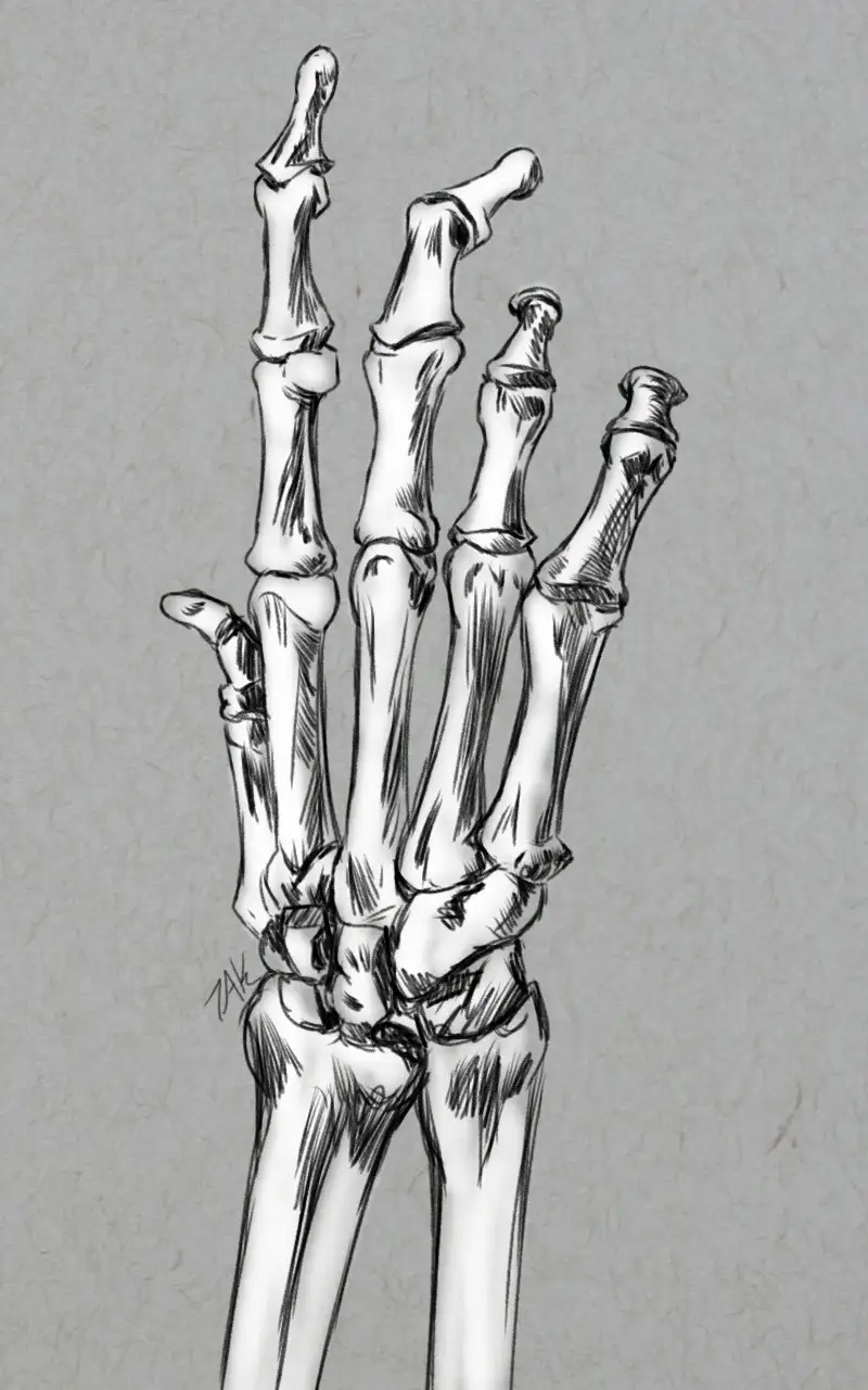 A detailed black-and-white sketch of a human hand skeleton, with all five fingers extended upward. The bones are rendered…