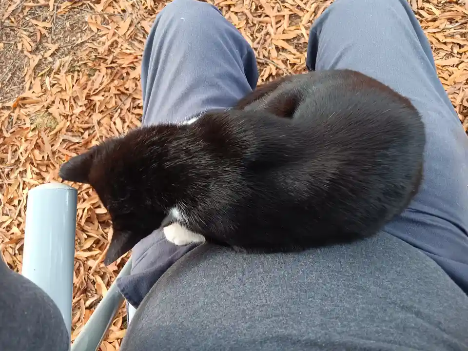 A black and white cat is curled up sleeping on a person's lap, who is sitting on a bench surrounded by dry leaves. The…