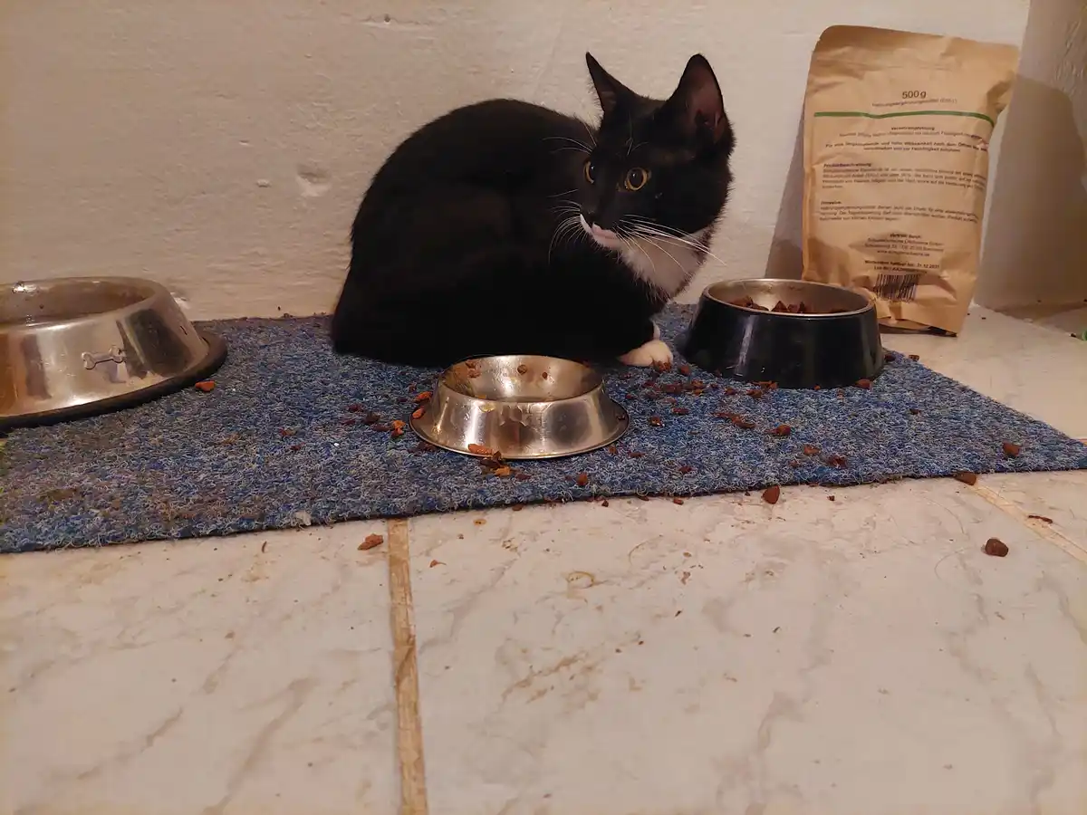 Meet Socks: The Newest Furry Family Member