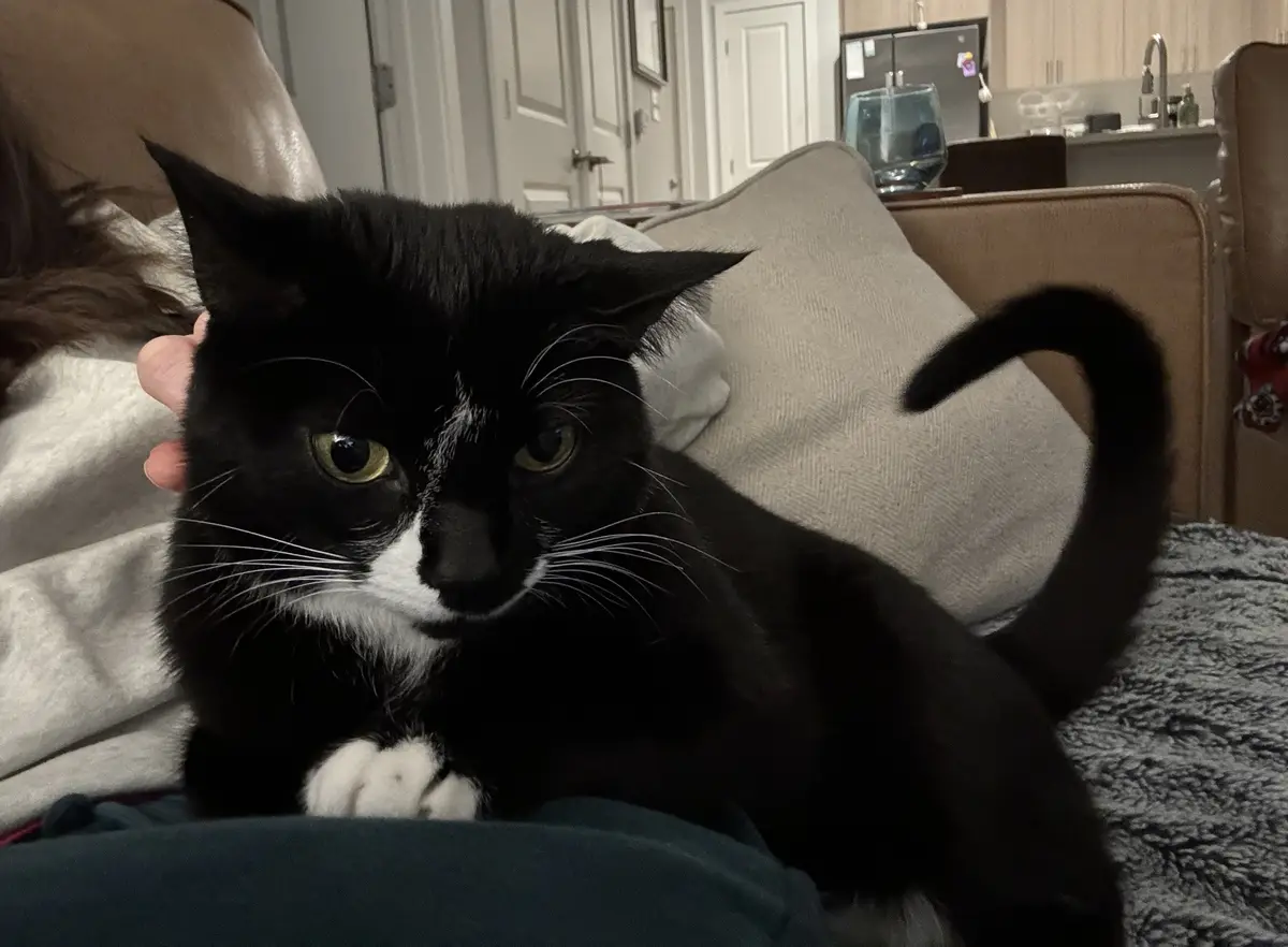 A black and white cat with a white muzzle and paws sits on a person's lap on a couch, looking directly at the camera with a…