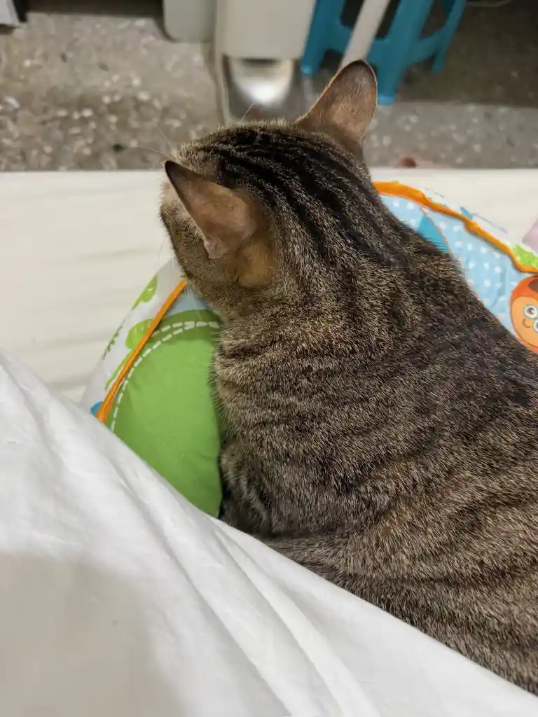 A tabby cat is seen from behind, sitting upright on a colorful, child-themed pillow with green and blue patterns, partially…