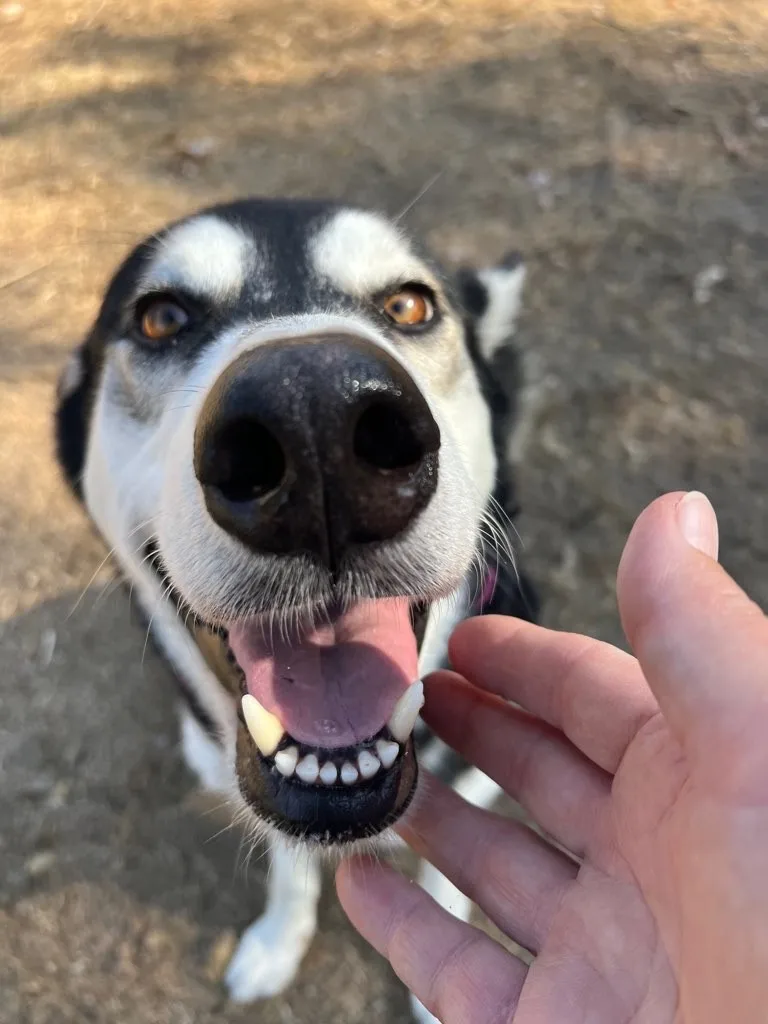A close-up photo of a black-and-white dog looking up at the camera with its mouth open, tongue out, and teeth visible. A…
