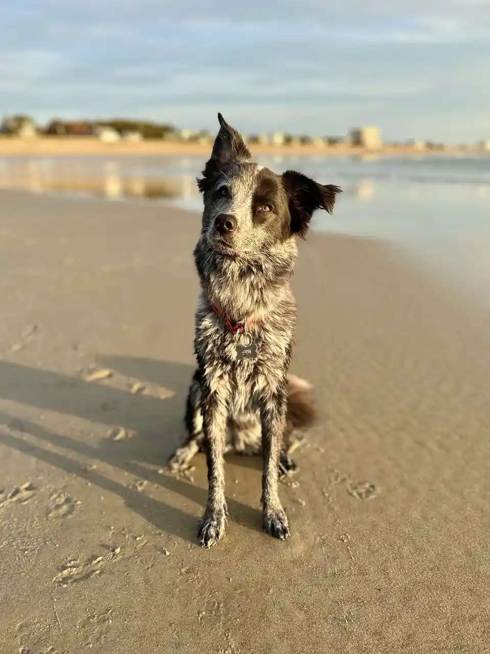 A blue heeler dog sits on wet sand at a beach, looking directly at the camera with one ear perked and one flopped, wearing a…