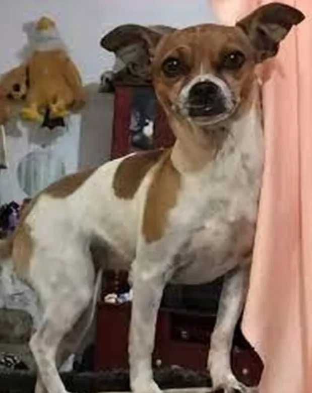 A small brown and white dog with large ears stands upright on a surface, looking directly at the camera with a serious…