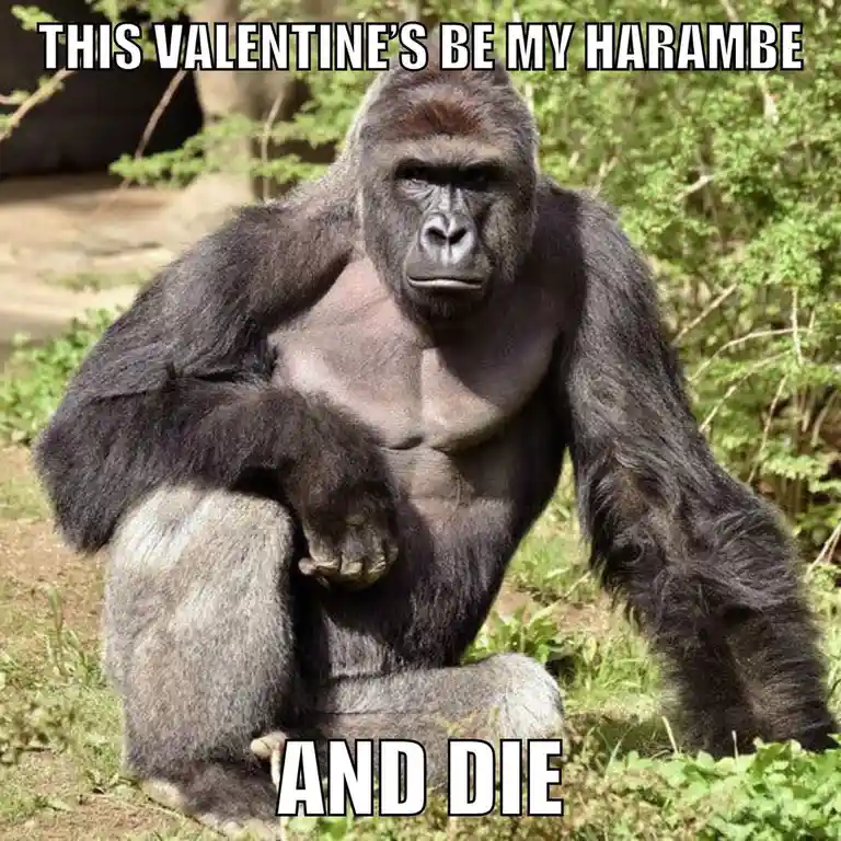 A large, muscular silverback gorilla sits in a grassy, wooded area, looking directly at the camera with a serious…