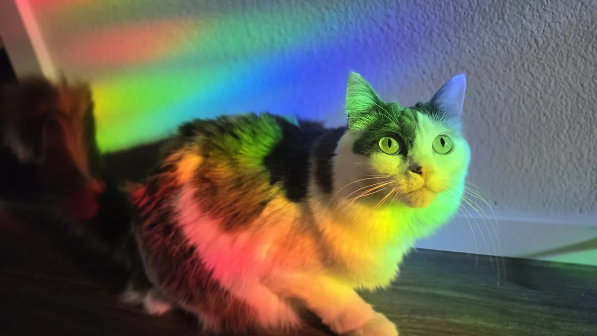 A calico cat sits on a wooden floor, bathed in a vibrant rainbow light projected onto its fur and the wall behind it…