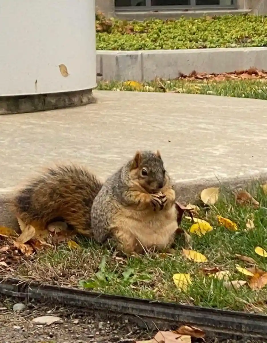A squirrel sits on grass near a sidewalk, holding a nut in its paws and looking directly at the camera. Its belly appears…