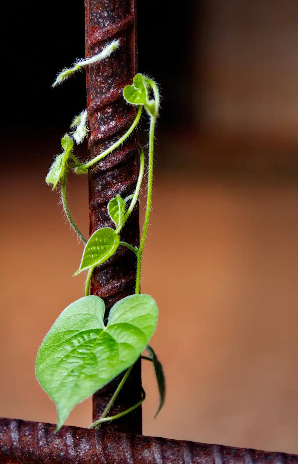A close-up photo shows a vibrant green, heart-shaped leafy vine with fine hairs climbing up a rusty, twisted metal rod. The…