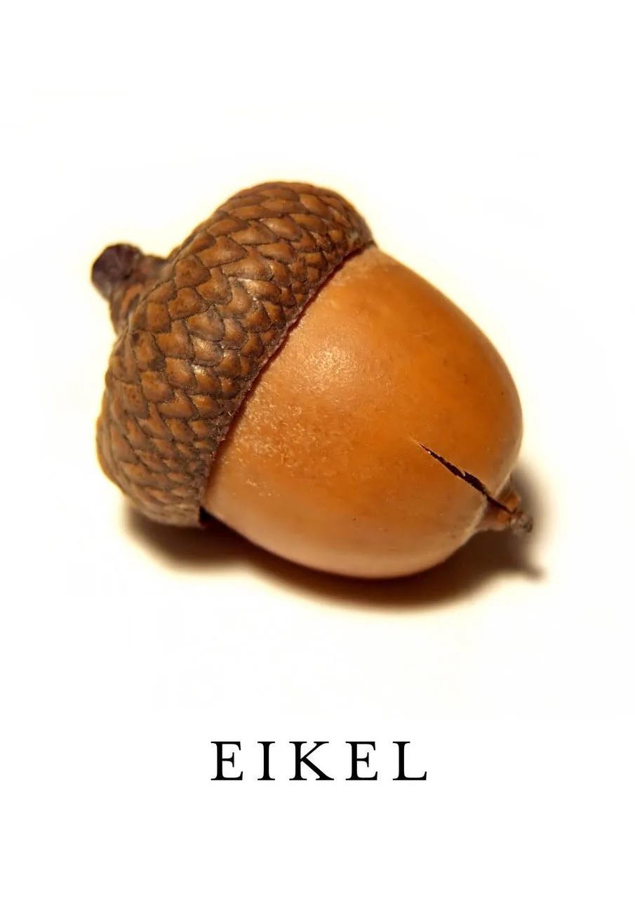 The Legendary Eikel Emerges