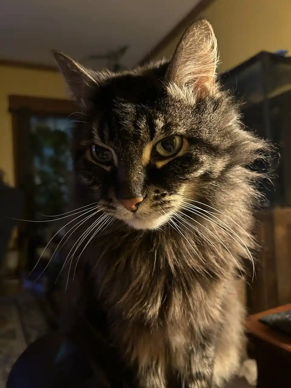 A close-up photo of a fluffy, long-haired tabby cat with green eyes and a serious, unimpressed expression, looking directly…