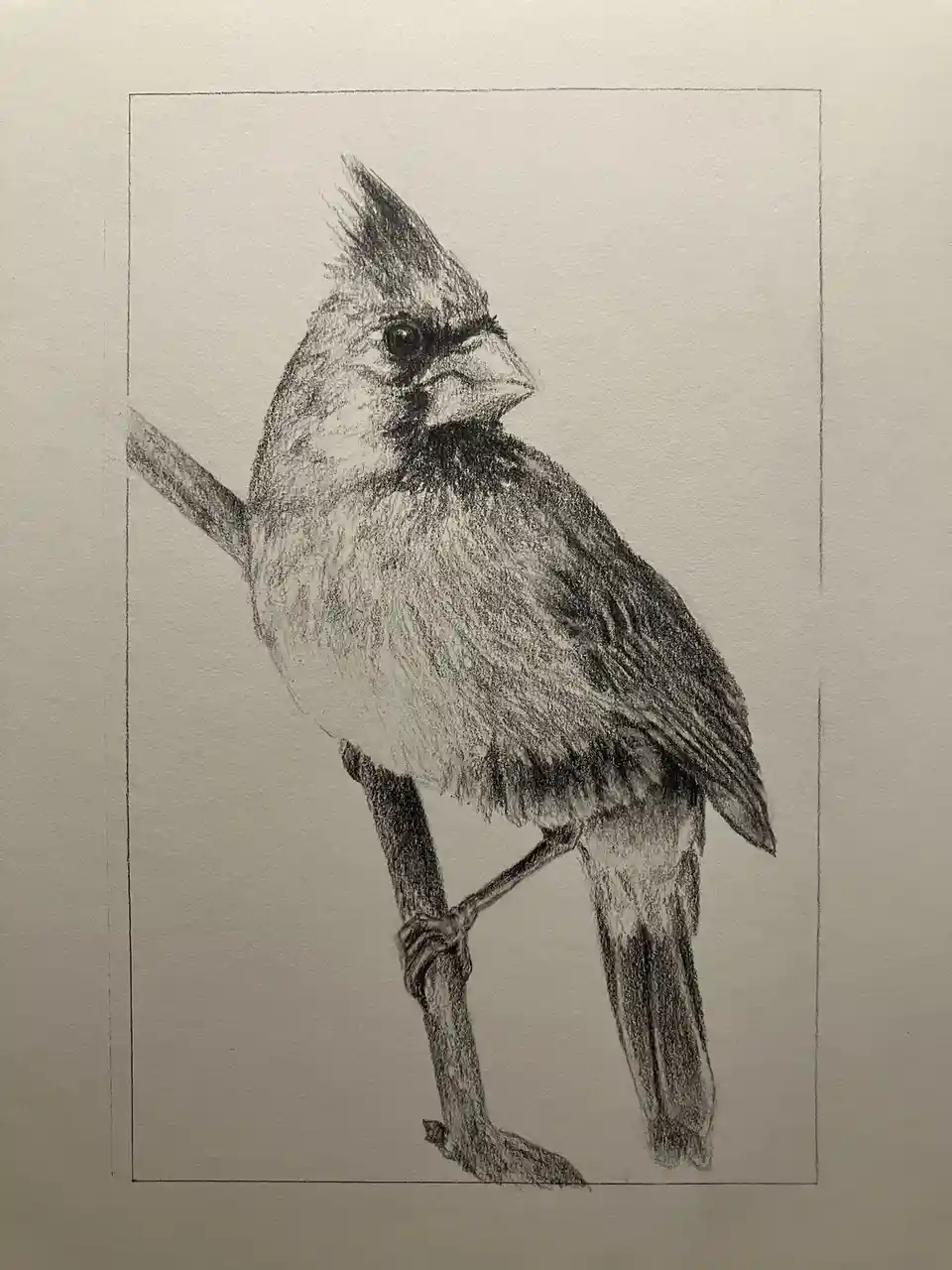 Artistic Cardinal: A Beautiful Drawing