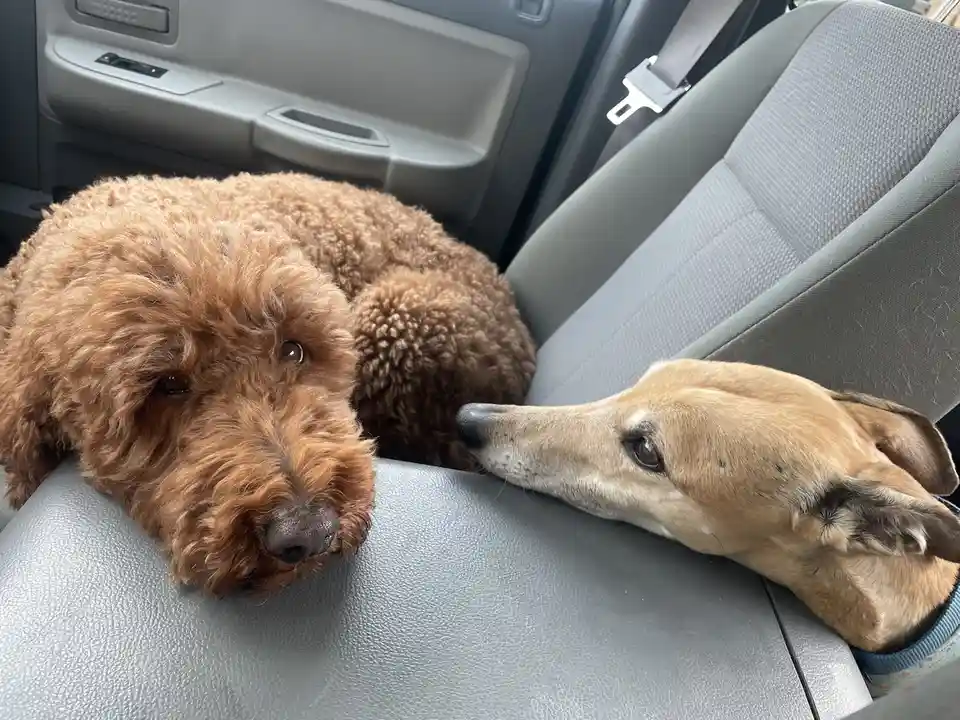 Two dogs are resting their heads on adjacent car seats; a fluffy brown dog looks directly at the camera while a slender tan…