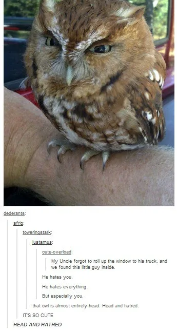 A close-up photo of a small brown owl perched on a person's arm, looking intensely at the camera with wide eyes and a stern…