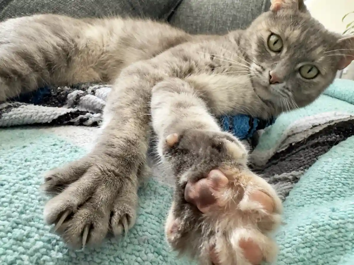 A gray cat with green eyes lies on a teal blanket, one paw stretched out and the other paw curled under its chin, looking…