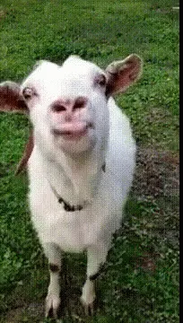 A white goat with brown ears and a black collar stands in a grassy field, captured in six sequential frames showing it…
