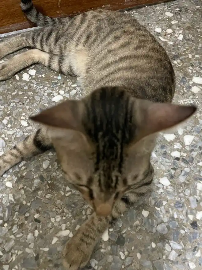 A tabby cat with dark stripes is lying on a speckled terrazzo floor, viewed from above, with its head down and eyes closed…