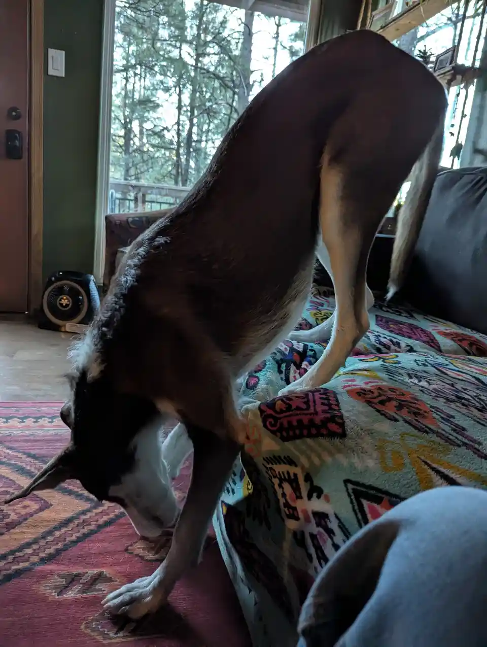This is how Robie enjoys his antler - totally normal, right?