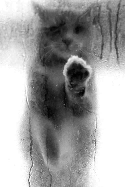 A blurry black-and-white photo shows a cat pressing its paw against a rain-splattered window, looking directly at the…