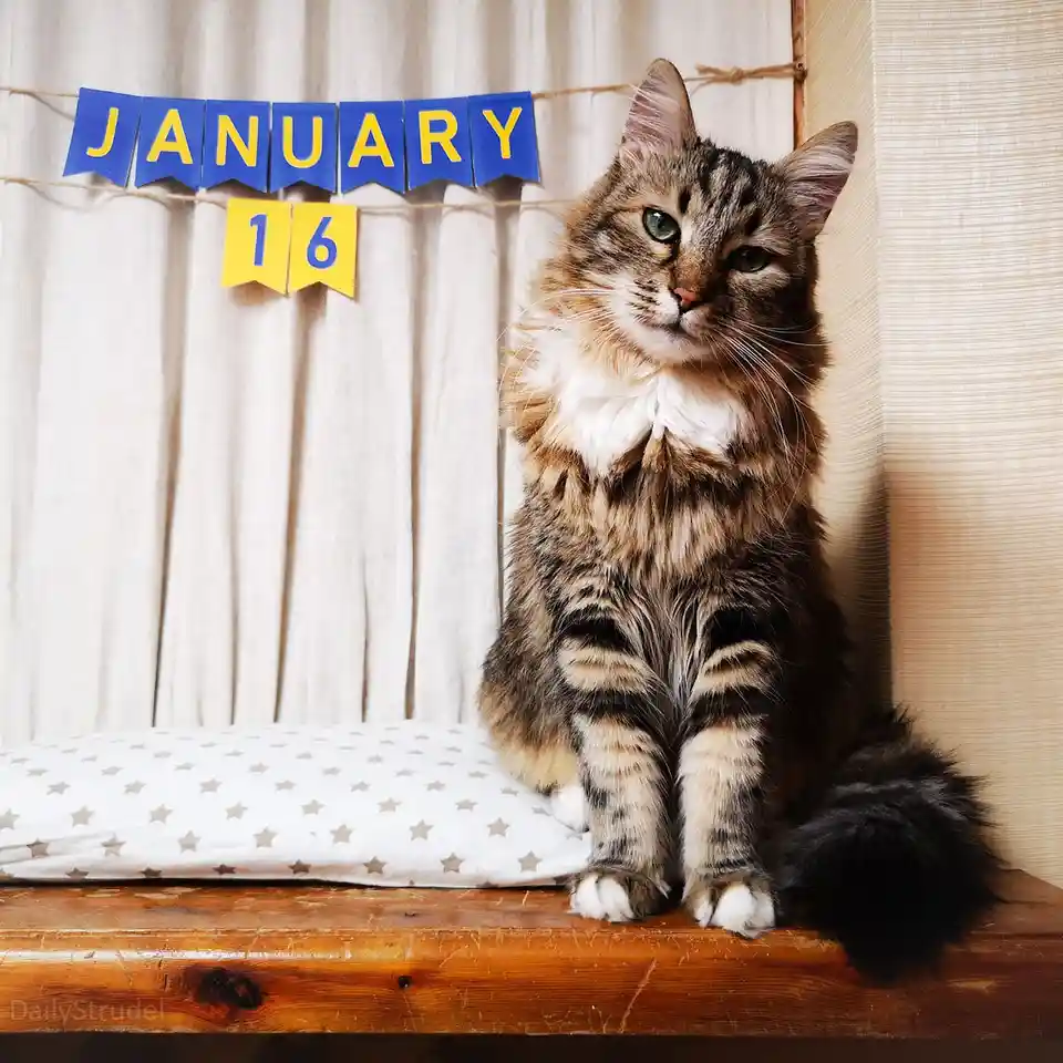 A fluffy tabby cat with green eyes sits regally on a wooden surface next to a star-patterned pillow, looking directly at the…